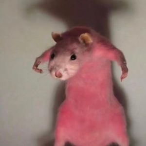 Meet your Posher, Isabelle